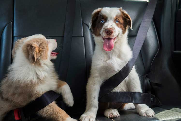 Dogs sitting in car enjoying automotive tint